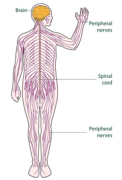 The cell body is located in either the brain or spinal cord and projects directly to a skeletal muscle. the Major Organ Of The Nervous System nervous system consists of brain spinal cord sensory ...