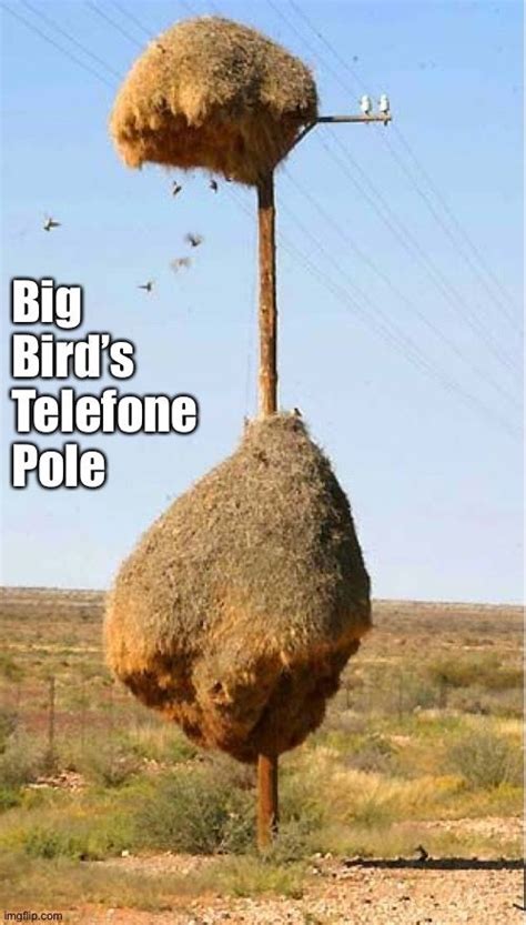 Pin By Rick Bopp On Birdies Big Bird Image Sharing Add Meme