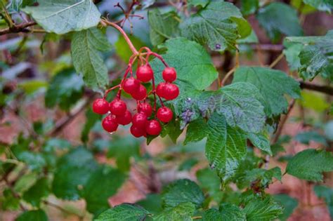 Highbush Cranberry Conservation Digest