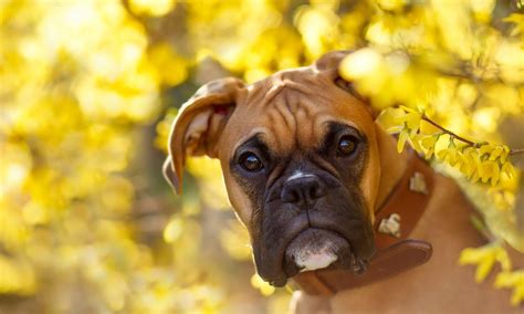 Download Yellow Flower Flower Bokeh Muzzle Dog Boxer Dog Animal Hd