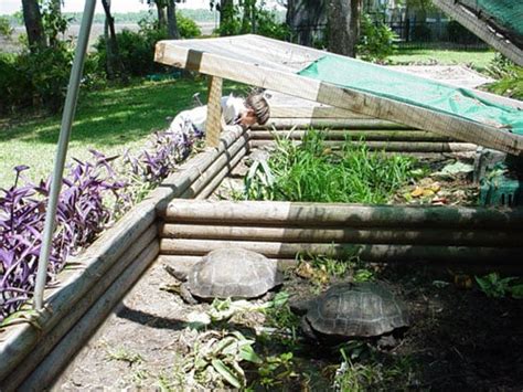 Sulcata Tortoise Outdoor Enclosures