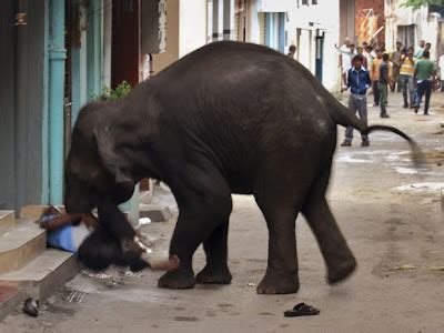 Elefantes invadem cidade indiana e matam uma pessoa CALDEIRÃO DO
