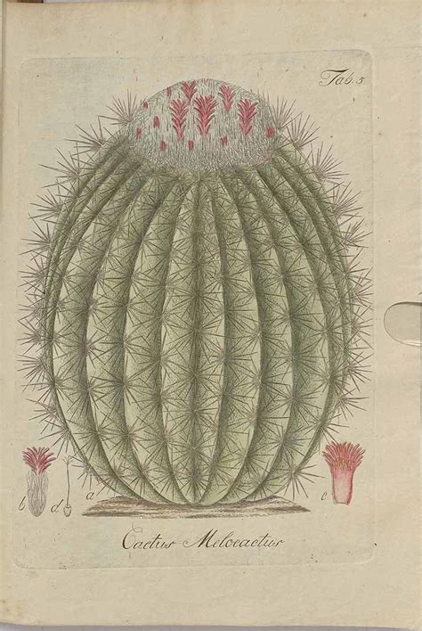 Wentland, with 86 highly influential citations and 46 scientific research papers. 242060 Melocactus caroli-linnaei N.P. Taylor [as Cactus ...