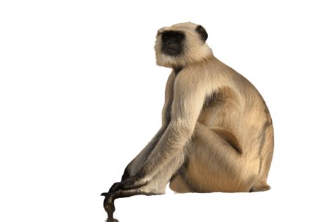 Best 59 Monkey Png Hd Transparent Background A1png