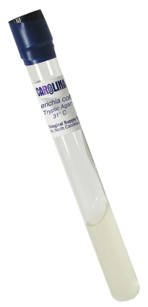 Escherichia Coli Superior A 100.000 Ufc Ml