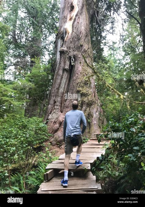 Man Looks Up At Old Growth Cedar On Forest Path Meares Island Tofino Bc