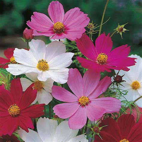 Rspb Cosmos Sensation Mixed Seeds From Mr Fothergills Seeds And Plants