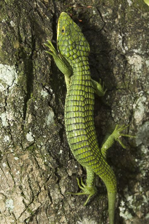 Terrestrial Arboreal Alligator Lizard Encyclopedia Of Life