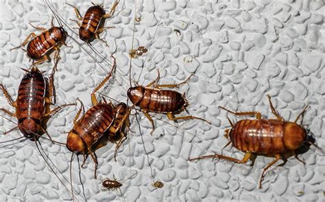 Why Roaches Invade Yakima County Homes And How To Keep Them Out