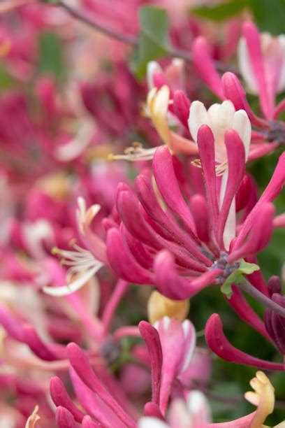 Pink Honeysuckle Stock Photos Pictures And Royalty Free Images Istock
