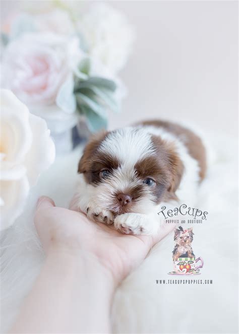 The cutest imperial shih tzu puppies and teacup shih tzu puppies. Shih Tzu Puppies South Florida | Teacup Puppies & Boutique