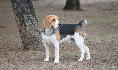 4 Common Types Of Beagles With Pictures Pet Blog
