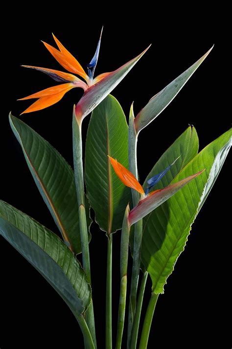 Birds Of Paradise Plant, Birds Of Paradise Flower, Paradise Garden