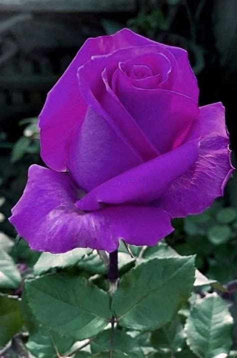 A Purple Rose With Green Leaves In The Background