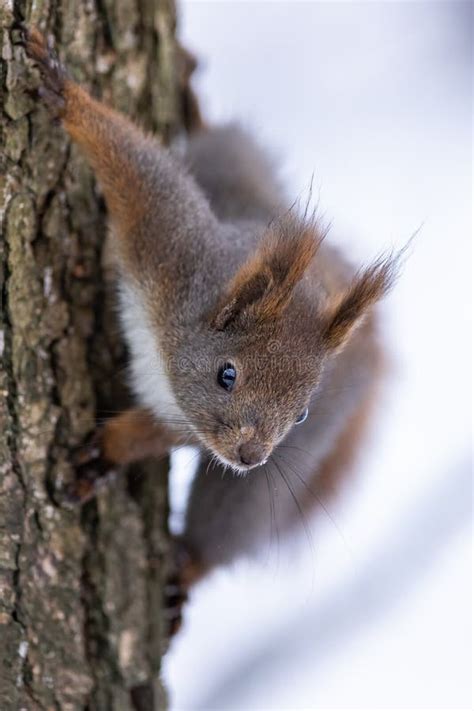 Red Squirrel Sciurus Vulgaris Stock Image Image Of Feeding Cheeky