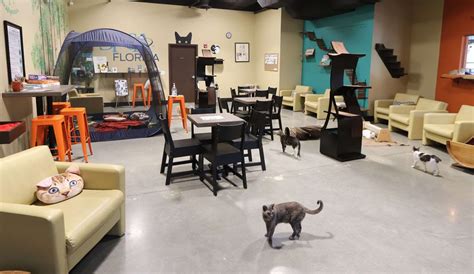 Apply to package handler, receptionist, stocker and more! Just Cats Clinic in Reston, VA Gets Catified (With images ...