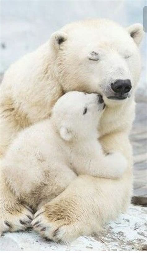 Mamá E Hijo Animalitos Ternura Pinterest Polar Bear