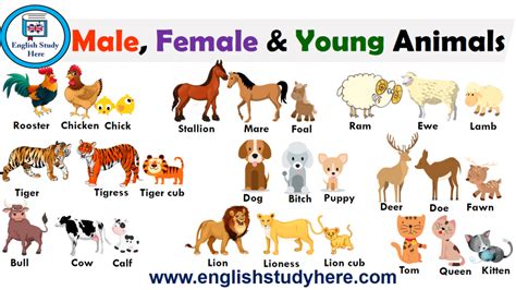 Male Female And Young Animals Names English Study Here