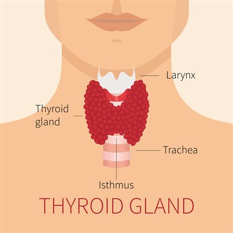 5 Thyroid Symptoms In Females Centrespringmd