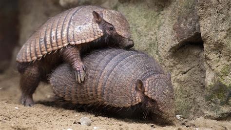 Floridians Having Direct Contact With Armadillos Causes Leprosy Spike