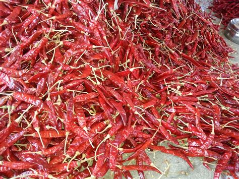 Sannam Dried Red Chilli 334 With Stem At Rs 90kg Dry Red Chilli In