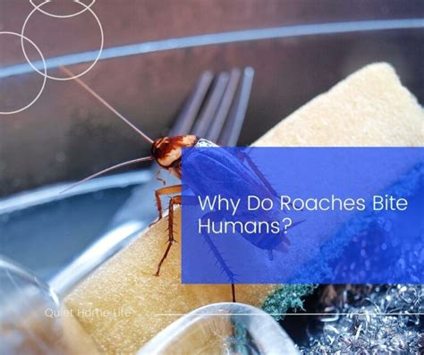 Do Cockroaches Bite Discover The Shocking Facts Quiet Home Life