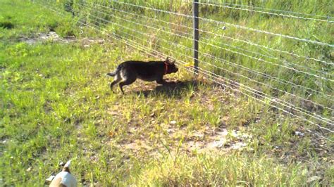 We offer innovative products that will give you peace of mind knowing at a glance that your electric fence is doing its job and. Training Problems with Electric Dog Fence (Guide 2020)