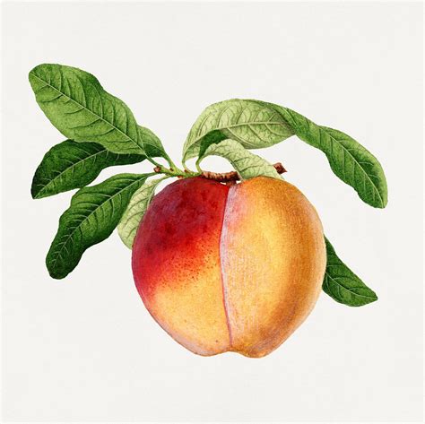 Vintage Peach Illustration Digitally Free Public Domain Illustration