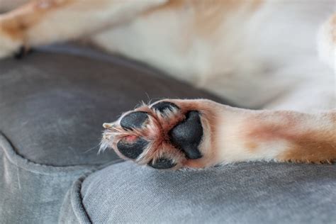How Do I Treat My Dogs Itchy Red Paws