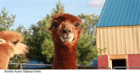 Holy Alpaca The Best Zoos And Animal Experiences In New Jersey