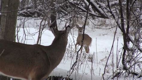Iowa Whitetail Deer After The Snow Storm Youtube