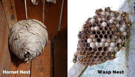 Hornet Nest Vs Wasp Nest Easy To Spot Differences