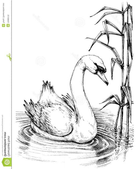 Swan Sketch Images At PaintingValley Explore Collection Of Swan