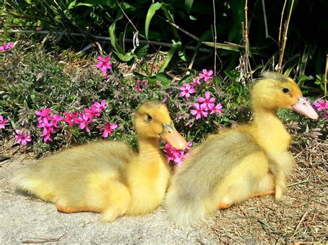 Advice on the best duck breeds to compose your backyard flock from hgtv. Best Duck Breeds for Pets and Egg Production | HGTV