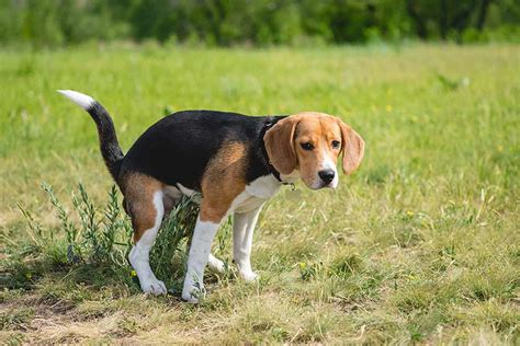 Coprophagia Why Do Beagles Eat Poop And How To Stop It