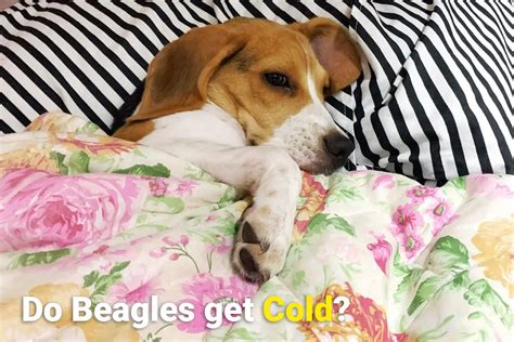 Do Beagles Get Cold Beagle Care