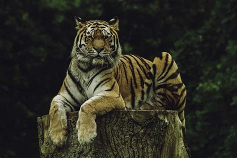 Hd Wallpaper Tiger On Wood Slab Tiger Lye On Tree Animal Cat