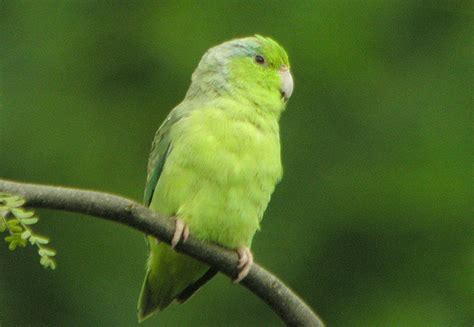 514 Memorable Parrot Names For Your Feathered Friend Animal Hype