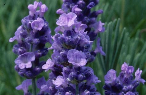 Lavender Melissa Lilac Buy Lavender Plants Online