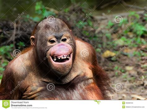 Funny Monkey Smiling Pic Bmp Go