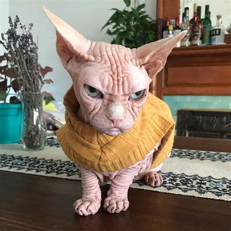 Meet Loki The Worlds Grumpiest Sphynx Cat Cute Hairless Cat Sphynx