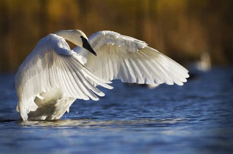 Advanced Bird Photography Birds In Flight Part 2