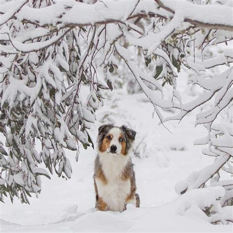 Snow Dogs Photography Retreats Puppy Tales