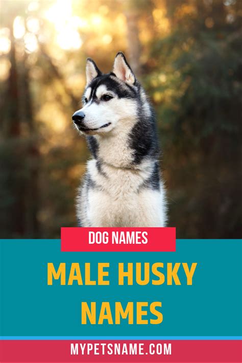 Male Husky Dog Names Pitali