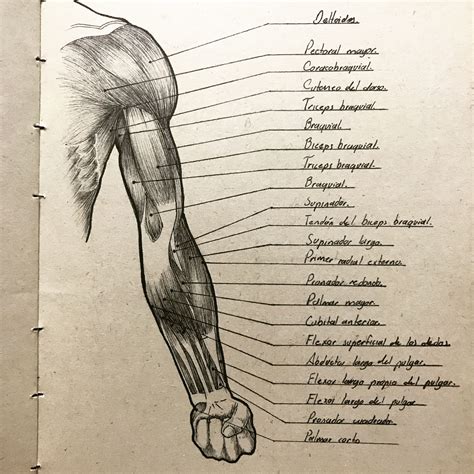 Anatomia Y Musculos Del Brazo Abc Fichas Images