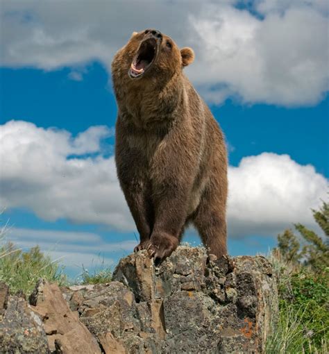 El Mundo Animal Oso Pardo