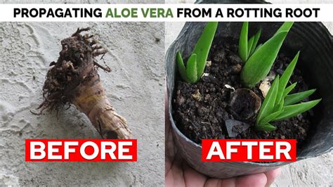 How To Propagate Aloe Vera From A Rotting Root And Stem Stump Youtube
