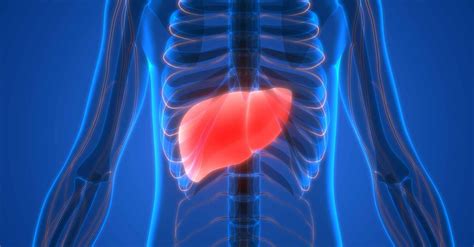 Hígado Inflamado Síntomas Causas Y Tratamiento