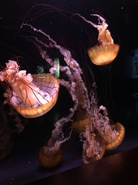 Pacific Sea Nettle Jelly Oklahoma Aquarium Nettle Under The Sea