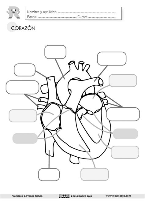 Partes Del Corazon Para Rellenar El Corazón Y Sus Partes Para Niños